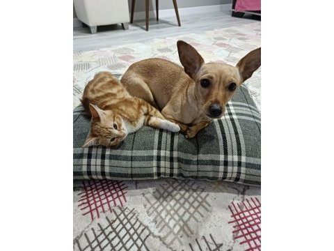 Köpeğimiz nisan hanıma yeni aile arıyoruz