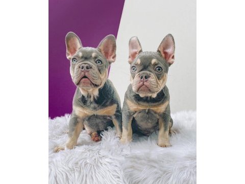 French bulldog yavruları