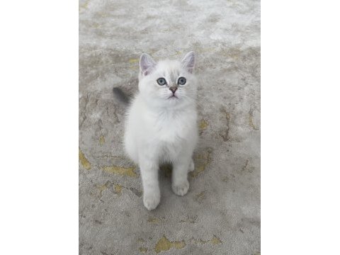 British shorthair bebeğimiz yeni yuvasını arıyor