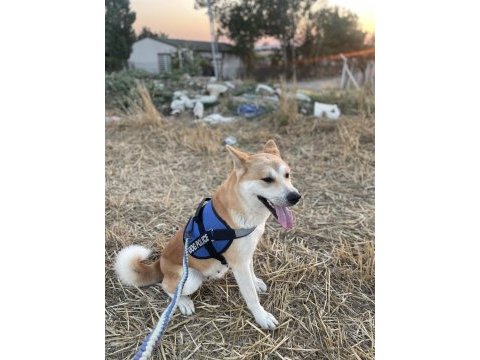 3 yaşında akita inu kızım bella dişi olduğu için