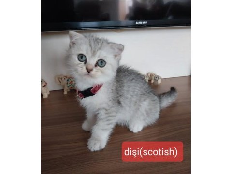 Scottish fold ve british saf kan oyuncu bebeklerimiz
