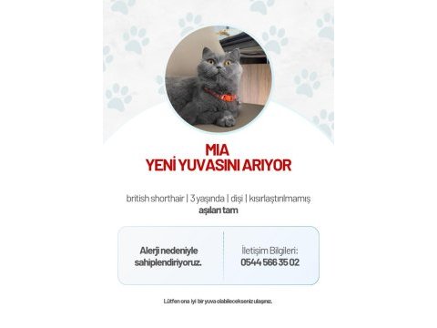 British shorthair kedisi