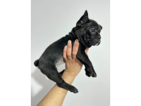 Üst kalite french bulldog bebekler