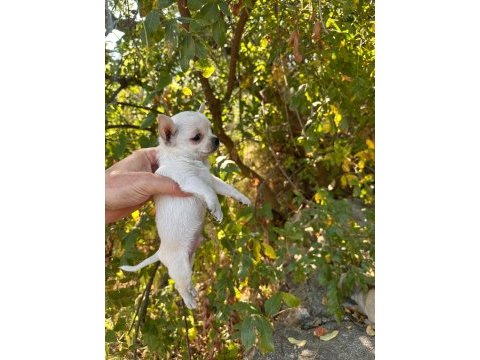 Dünyalar tatlısı küçük boy chihuahua