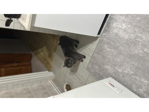 British shorthair 3 yaşında kedimiz