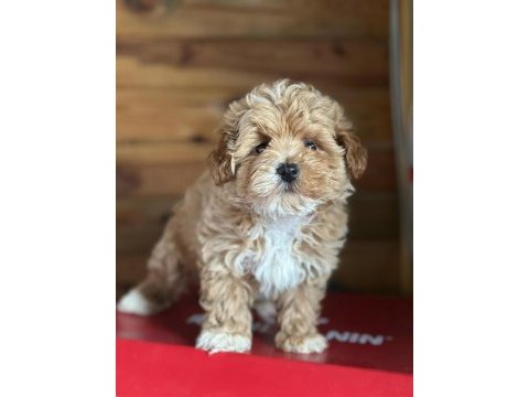 Maltipoo yavrularımız