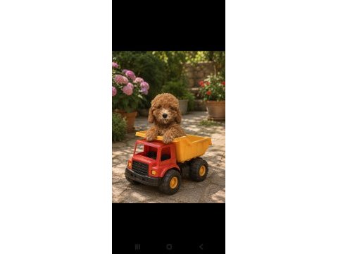 Tatlı kucuk poodle mınıkler