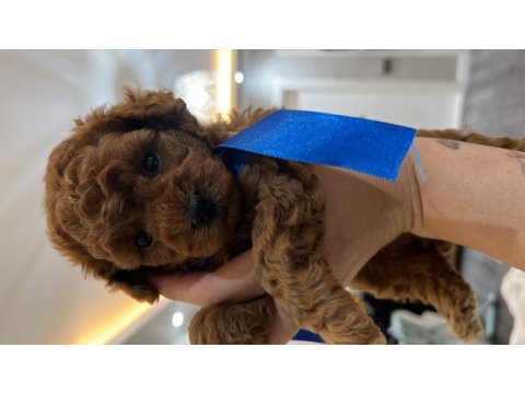 Orjinal tam toy ve tea cup poodle bebekler