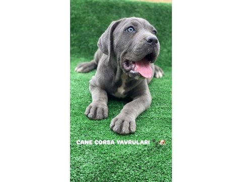 Dev premium cane corso yavruları