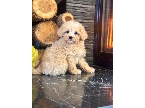 Akıllı ve tüy dökmeyen karakteriyle maltipoo yavrusu