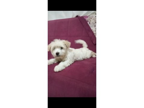 Dişi a kalite maltipoo