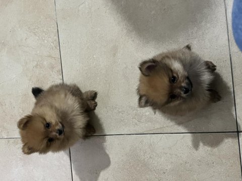 1,5 aylık pomeranian yavrular yeni yuvalarını bekliyor