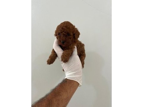Korekan red brown orjinal poodle yavrumuz