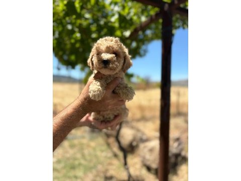 Toy poodle minik şekerler