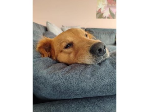 Erkek golden retriever bebeğime yuva arıyorum