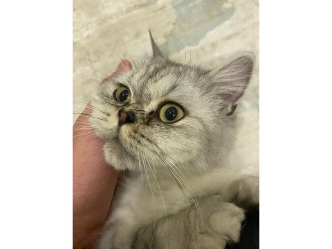 1 yaşında exotic british longhair oğlumuz