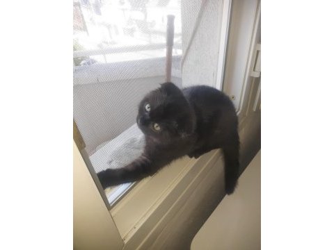 Scottish fold gecemiz yeni evini arıyor