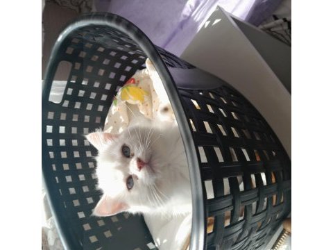 British shorthair kedilerimiz evcimen oyuncudur