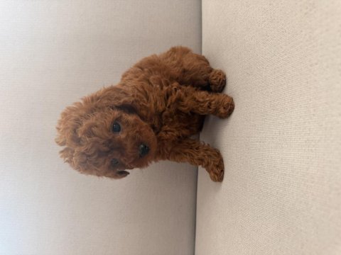 Gerçek red brown biblo ev doğum poodle