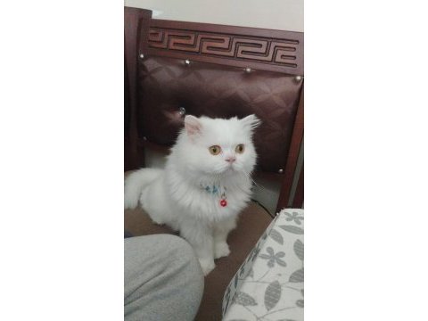 İran chinchilla