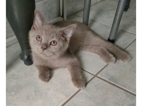 Lilac british shorthair erkek yavru