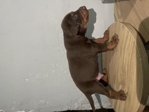 Muhteşem güzellikte kızıl doberman yavruları