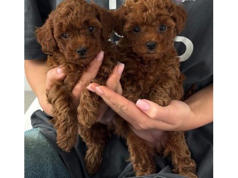 Toy poodle yavrularımız