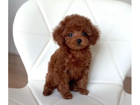 Kore toy poodle yavrular