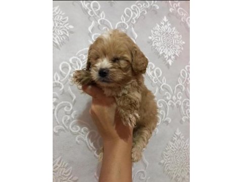 Ev doğumlu ırk sağlık garantili maltipoo bebek