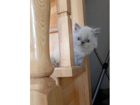 Harika british longhair bebekler