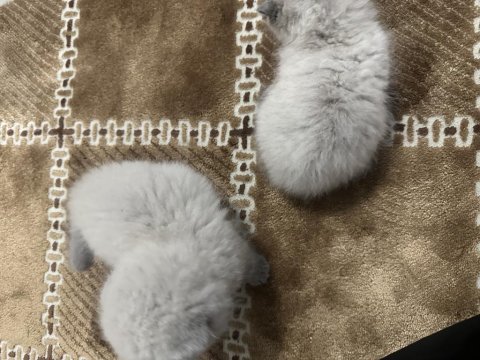 Scottish fold cinsi yavru kedilerim