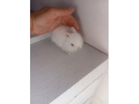 Cüce tavşan yavruları