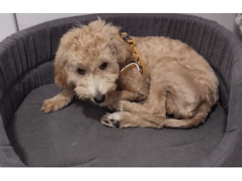 Aylık erkek maltipoo