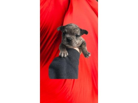 French bulldog yavru köpeklerimiz