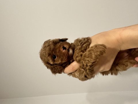 Toy poodle dişi yavru