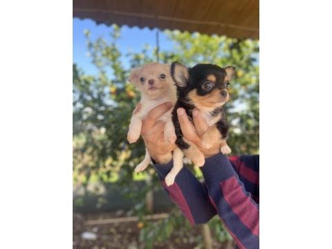 Teacup chihuahua dişi yavrularımız @petclubadanaa