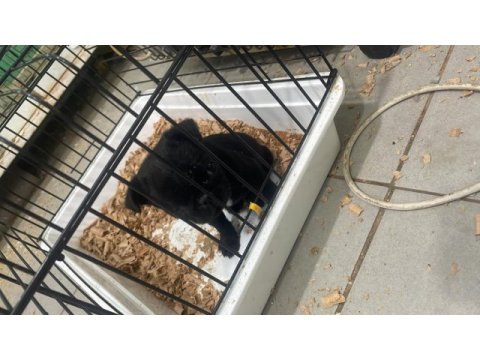 Yavru siyah pug