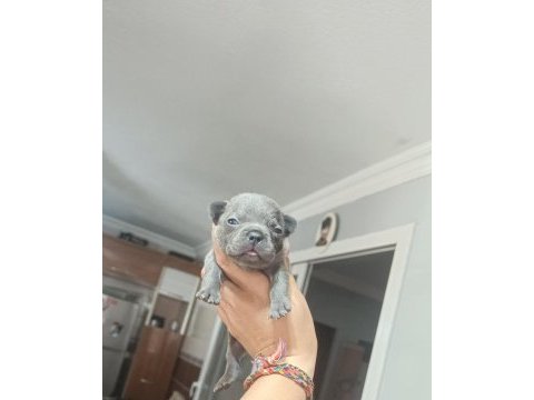 Egzotik ve standart fransız bulldog yavrularımız