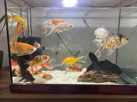 13 adet büyük boy 5 ila 15 cm arası japon balıkları