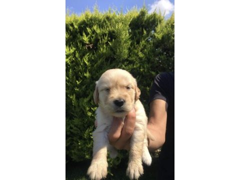 Golden bebeklerim