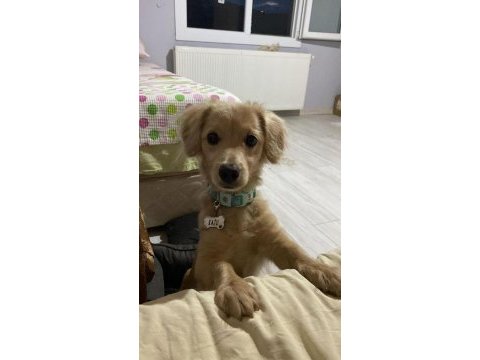 Melez köpeğimizi sahiplendirme