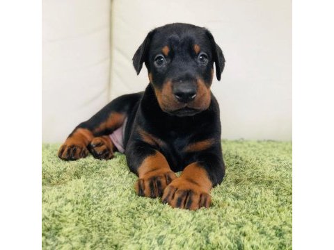 Üst kalite doberman yavruları