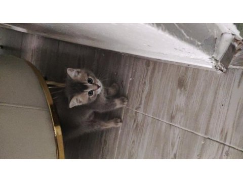 2 aylık dişi british shorthair