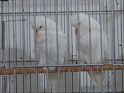 Beyaz df show muhabbet kuşu