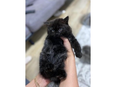 Scottish longhair ve british longhair yavrularımıza yuva
