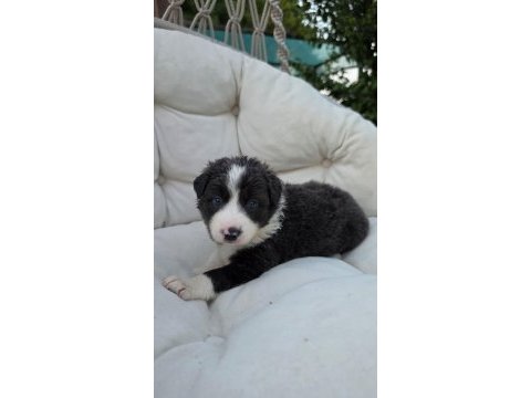 Border collie köpeğimiz antalya