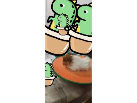 Sevimli guinea pig yavruları tepeli (17 günlük)