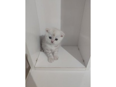 1 aylık british longhair sahiplendirilecektir