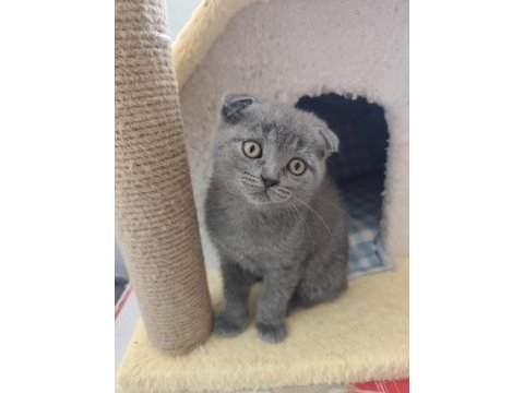 Scottish fold kedisi yavrularımız