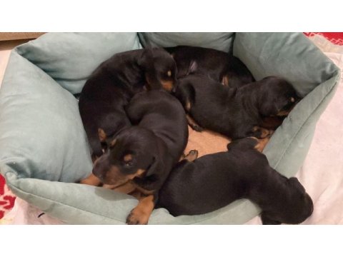 Doberman yavrularımız aşılı kimlikli teslim